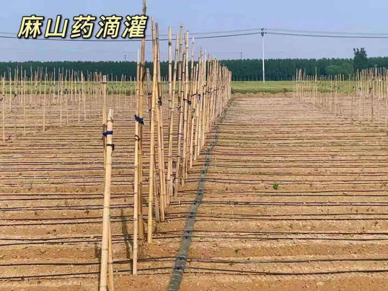 河北省石家庄地区滴灌带麻山药项目